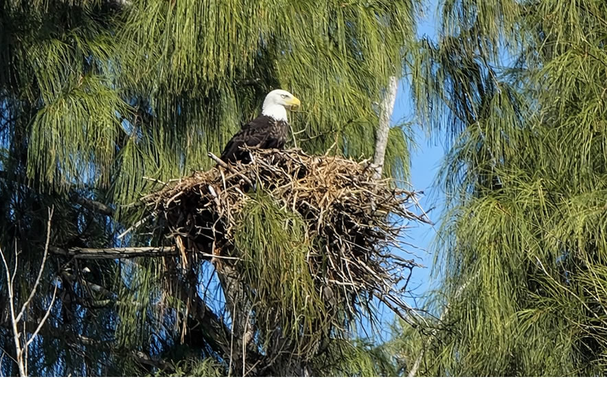 Marco Island Bald Eagle Sightseeing Tour