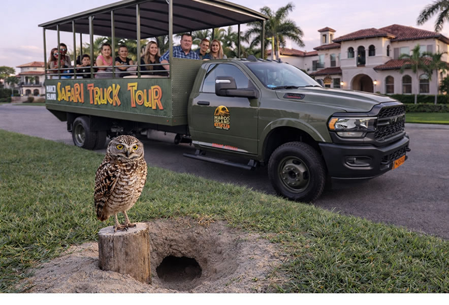 Marco Island Burrowing Owl Sightseeing Tour